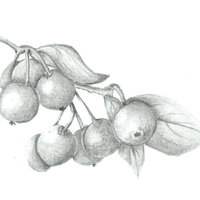 Expositie: Botanische Tekenkunst — museum-expo in Goes